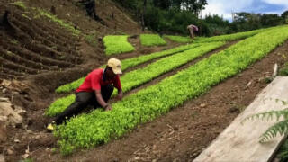 Peru coca leaf cultivation hits record high