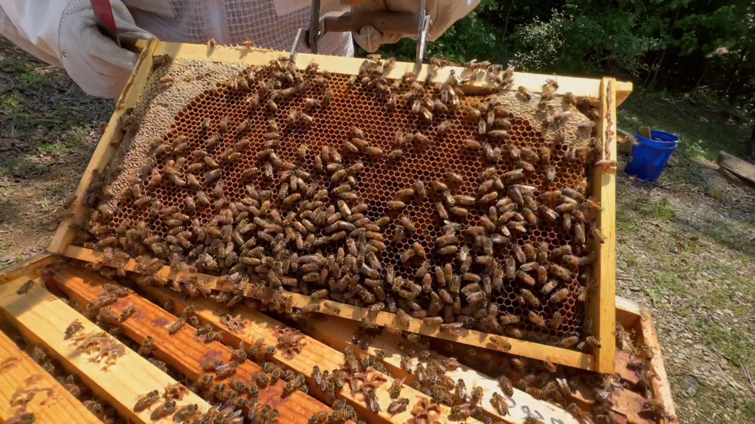 Beekeeping in the US: A Look at the Significance and Process | CGTN America