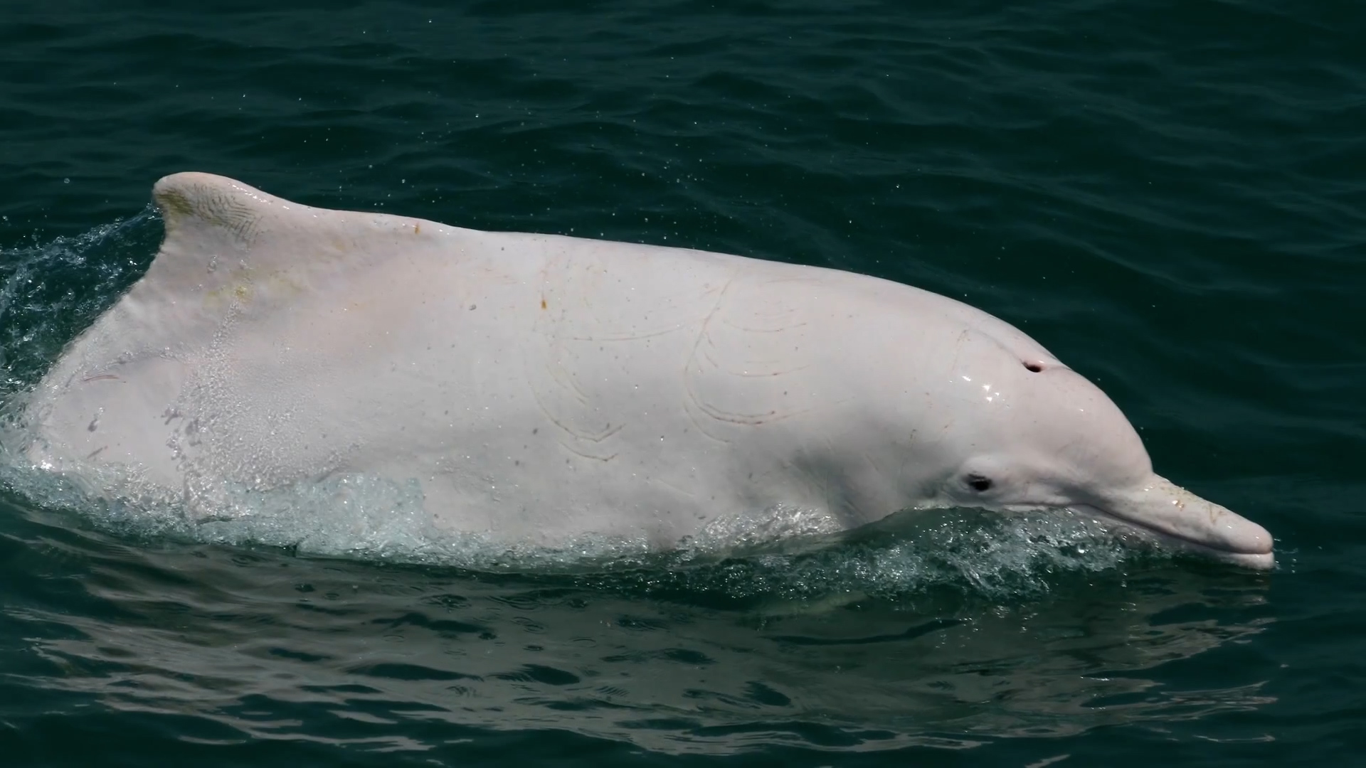 Protecting Chinese white dolphins | CGTN America