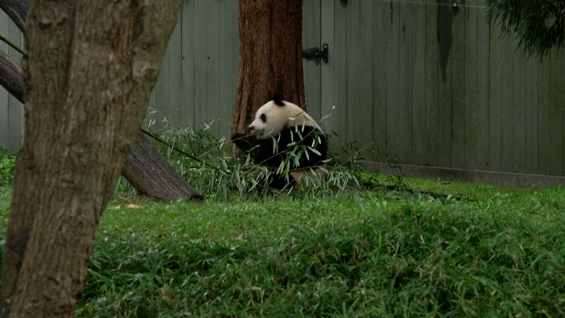 Pandas returning to California | CGTN America