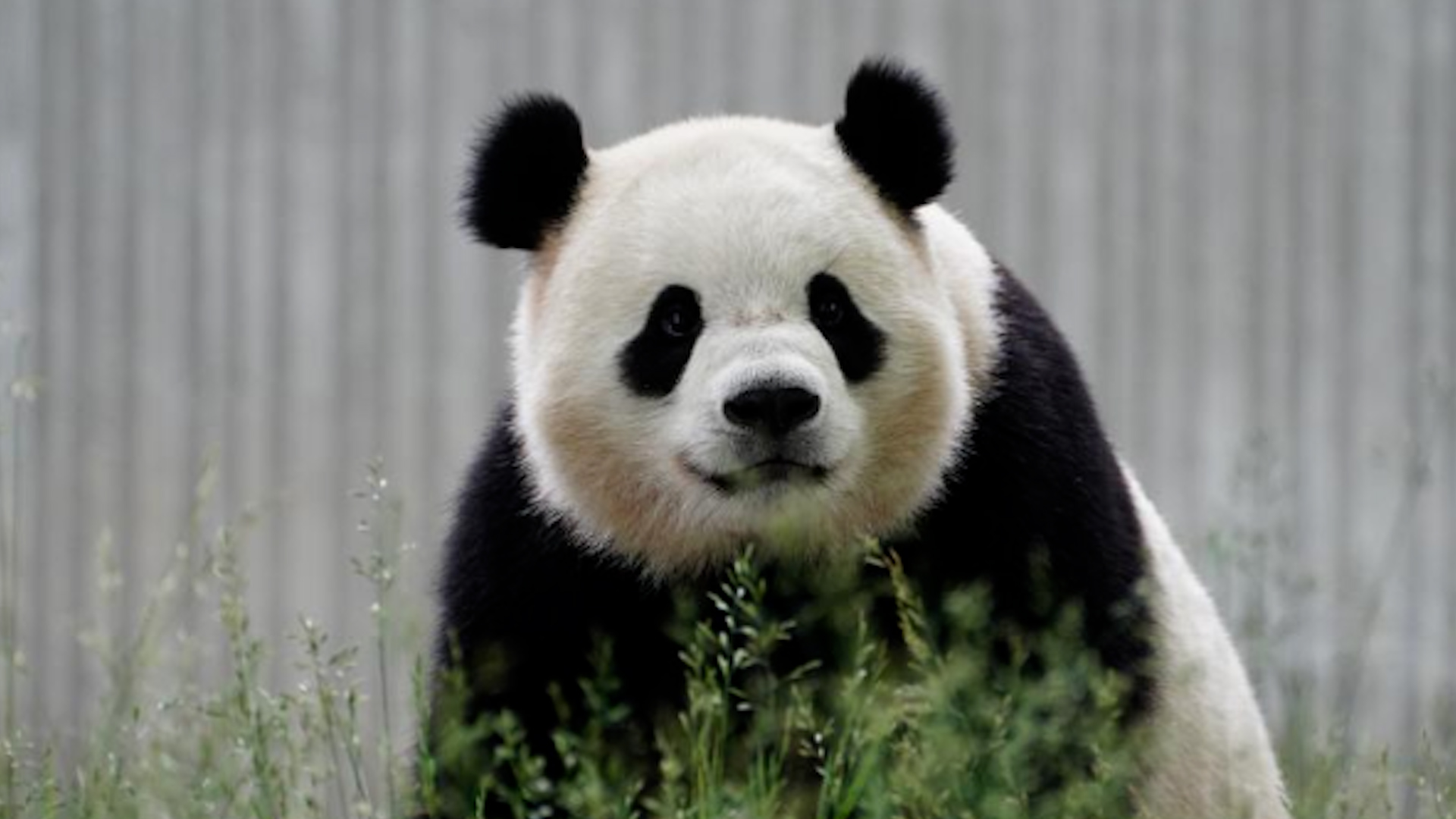 Bao Li and Qing Bao settle into their new home in DC