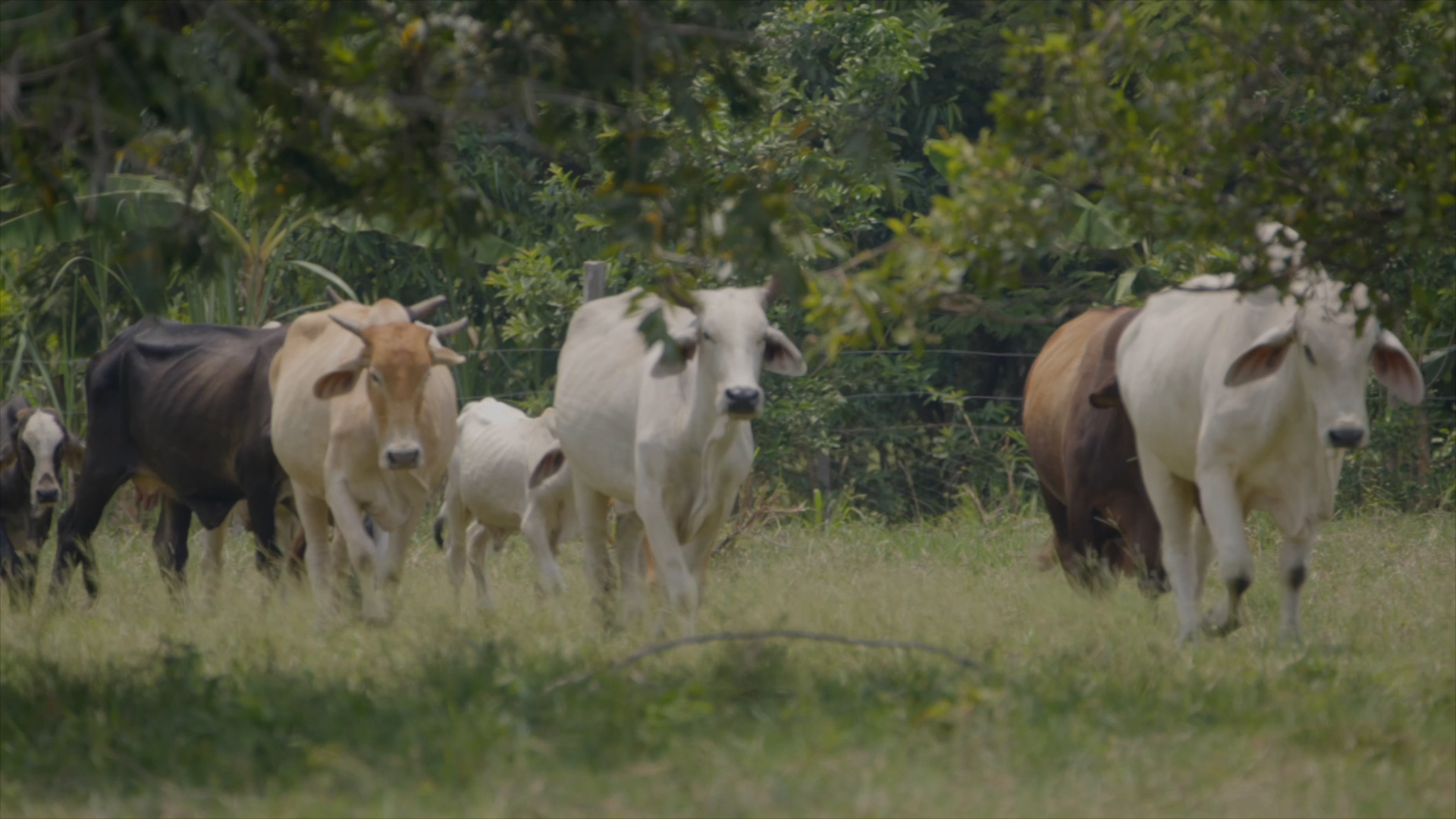 Colombian farm promotes sustainable ranching ahead of COP16