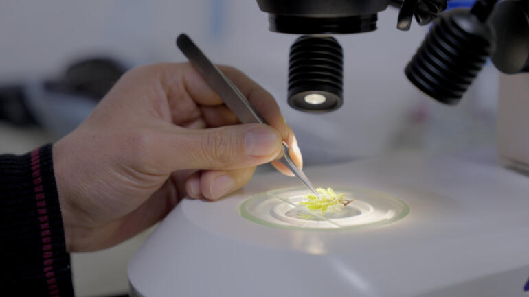 Colombian researchers preserve Amazon plant life