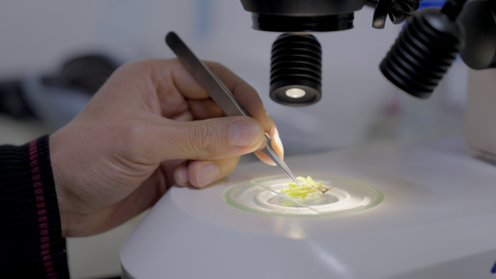 Colombian researchers preserve Amazon plant life