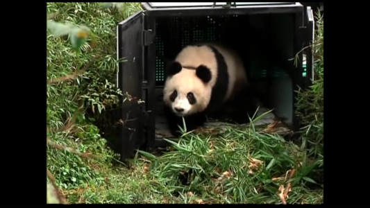 China releases giant panda into nature reserve
