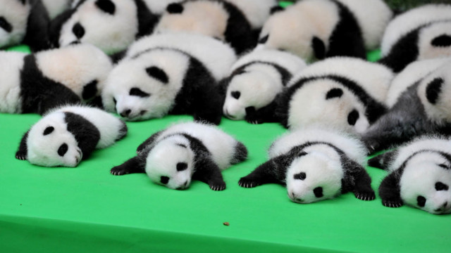 Chengdu Research Base of Giant Panda Breeding in Chengdu, is located in southwest Sichuan Province. (Photo from CFP) Chengdu Research Base of Giant Panda