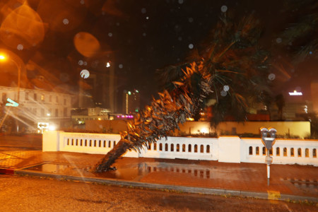 CORPUS CHRISTI, TX - AUGUST 26: A tree is seen knocked sideways during the passing of Hurricane Harvey on August 26, 2017 in Corpus Christi, Texas. Hurricane Harvey had intensified into a hurricane and hit the Texas coast as damage is being assessed. Joe Raedle/Getty Images/AFP Hurricane Harvey Slams Into Texas Gulf Coast