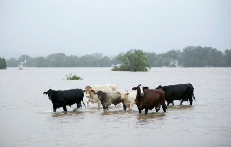 Cattle are stranded in a flooded pasture on Highway 71 in La Grange, Texas, after Hurricane Harvey on Monday, Aug. 28, 2017. (Jay Janner/Austin American-Statesman via AP)