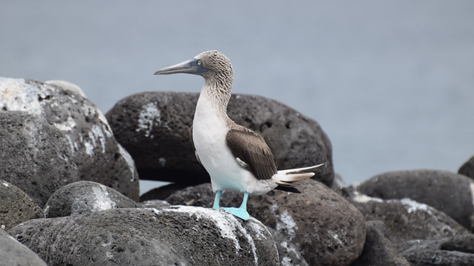 Blue-footed boobie in Galapagos