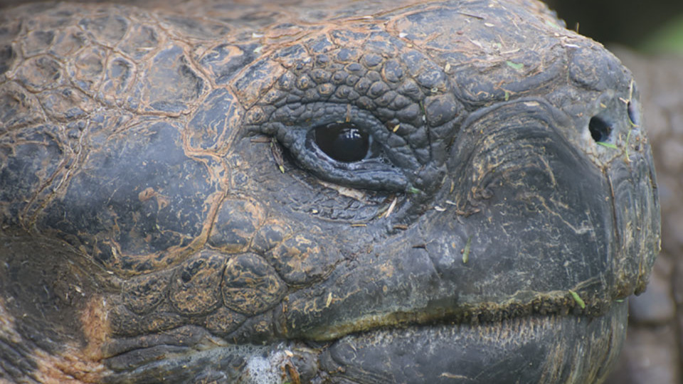 Giant tortoise in Galapagos