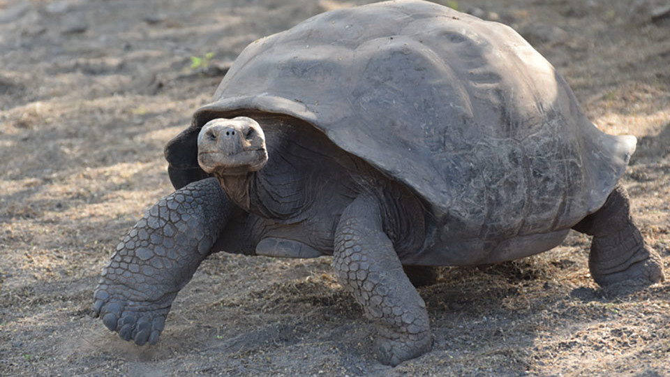 Giant tortoise in Galapagos