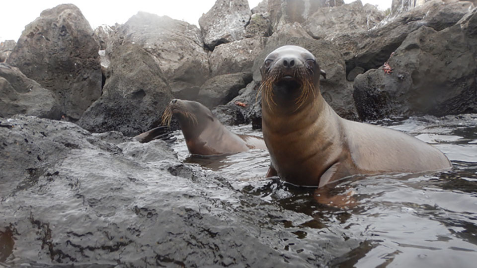 Sea lions in Galapagos