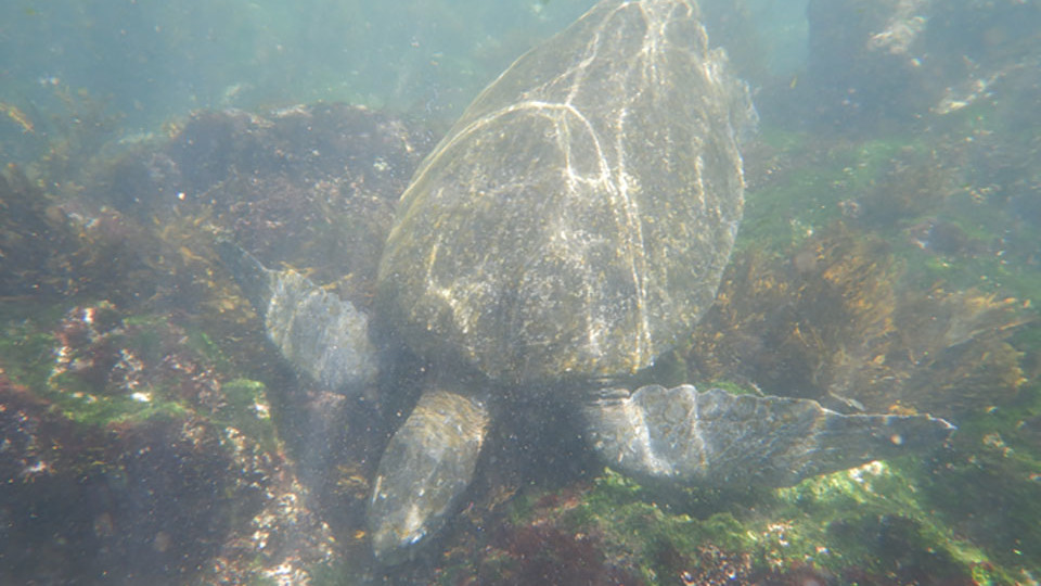 Sea turtle in Galapagos