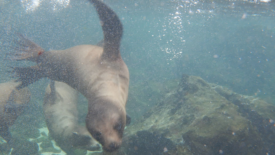 Swim with sea lions in Galapagos