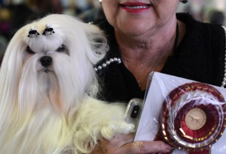 A Maltese waits in the benching area on Day One of competition at the Westminster Kennel Club 142nd Annual Dog Show in New York on February 12, 2018. (AFP PHOTO / TIMOTHY A. CLARY) Westminster Dog Show