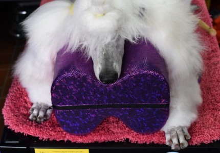 A Standard Poodle waits in the benching area on Day One of competition at the Westminster Kennel Club 142nd Annual Dog Show in New York on February 12, 2018. (AFP PHOTO / TIMOTHY A. CLARY) Westminster Dog Show