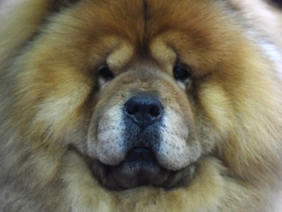 A Chow Chow waits in the benching area during Day One of competition at the Westminster Kennel Club 142nd Annual Dog Show in New York on February 12, 2018. (AFP PHOTO / TIMOTHY A. CLARY) Westminster Dog Show