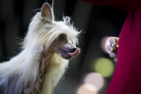 A Chinese Crested dog licks its lips while competing at the 142nd Westminster Kennel Club Dog Show at The Piers on February 12, 2018 in New York City. The show is scheduled to see 2,882 dogs from all 50 states take part in this year's competition. (Drew Angerer/Getty Images/AFP) Annual Westminster Dog Show Takes Place In New York City