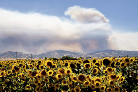 Smoke from a wildfire rises above sunflowers in Citrona, Calif., Sunday July 1, 2018. (AP Photo/Noah Berger) Wildfire smoke and sunflowers