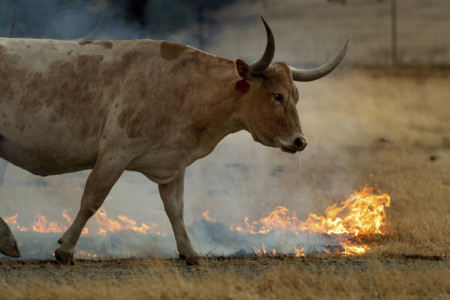 A wildfire burns grasses at a livestock ranch in Guinda, Calif., Sunday July 1, 2018. Evacuations were ordered as dry, hot winds fueled a wildfire burning out in rural Northern California, sending a stream of smoke some 75 miles (120 kilometers) south into the San Francisco Bay Area. (AP Photo/Noah Berger) fire in a livestock ranch