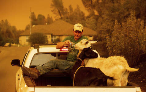Mark Peterson, who lost his home in the Carr Fire, gives water to goats that survived the blaze on Friday, July 27, 2018, in Redding, Calif. Peterson. (AP Photo/Noah Berger) Man who lost his home and a goat