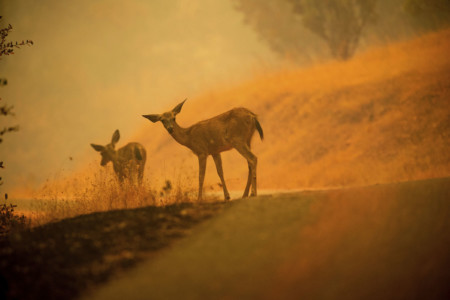 Deer graze along a road covered in fire retardant as the Carr Fire burns near Redding, Calif., on Saturday, July 28, 2018. (AP Photo/Noah Berger) Two deers